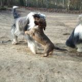 Fritzi mit Paris und Tiffany